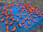 IMG_2178.JPG